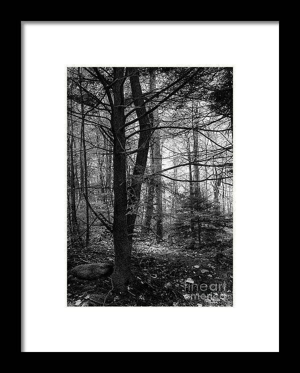 Forest Framed Print featuring the photograph Woodland Scene by Mike Eingle