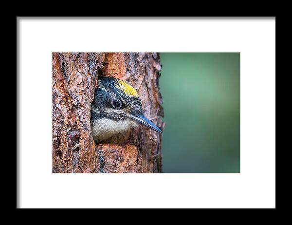 Bird Framed Print featuring the photograph Woodpecker by Christoph Schaarschmidt