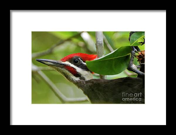Pileated Woodpecker Framed Print featuring the photograph Woodpecker Portrait by Kathy Baccari