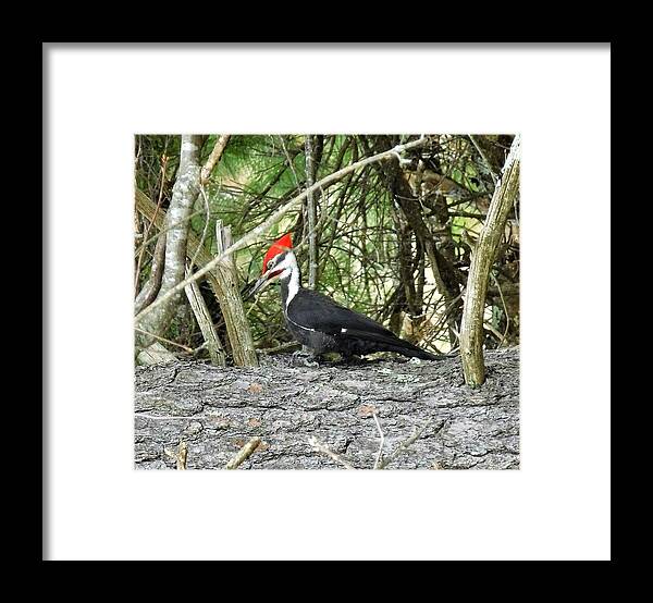 Woodpecker Framed Print featuring the photograph - Woodpecker by THERESA Nye