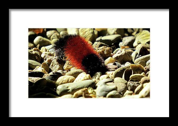 Woolly Bear Caterpillar Framed Print featuring the photograph Woolly Bear Caterpillar on the Rocks by Linda Stern