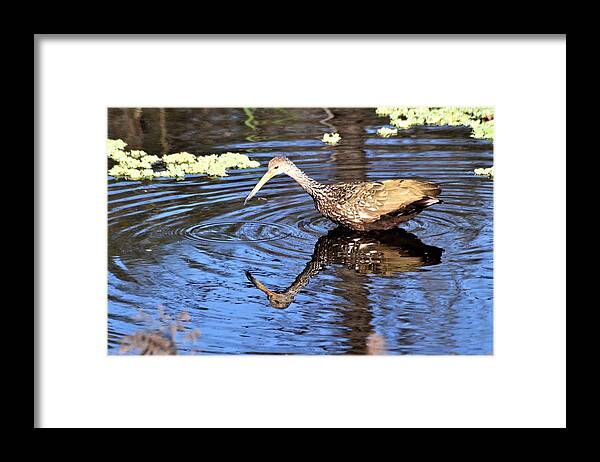 Working Limpkin Framed Print featuring the photograph Working Limpkin by Warren Thompson