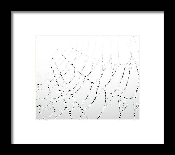 Spider Web Framed Print featuring the photograph Woven by Lupen Grainne