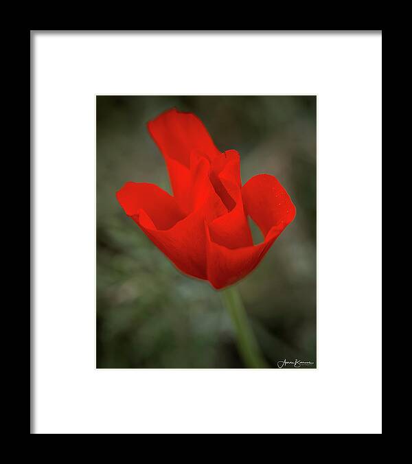 Poppy Framed Print featuring the photograph Wrapped Pedals by Aaron Burrows
