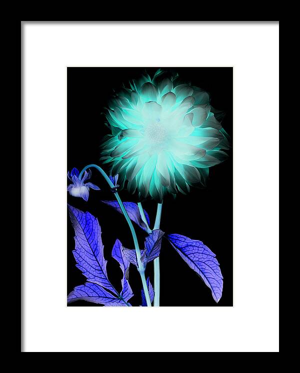 Black Background Framed Print featuring the photograph X-ray Like Image Of A Flower by Chris Parsons