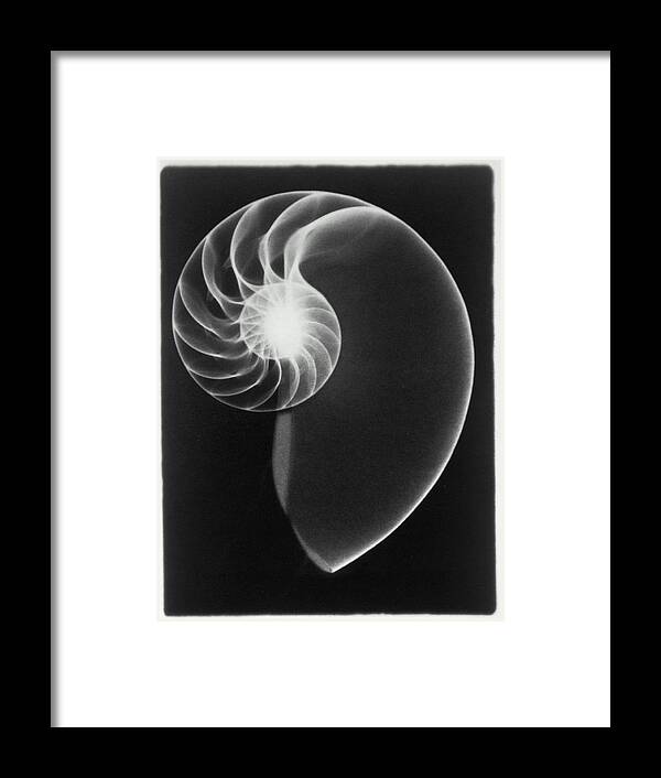 Animal Shell Framed Print featuring the photograph X-ray Of Nautilus Shell B&w by Peter Dazeley