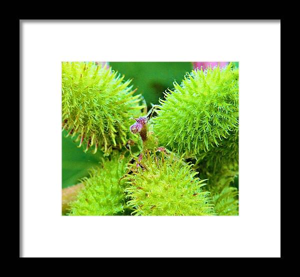 - Xanthium Framed Print featuring the photograph - Xanthium by THERESA Nye