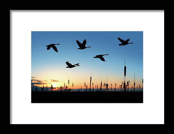Formation Flying Framed Print featuring the photograph Xxl Migrating Canada Geese At Sunset by Sharply done