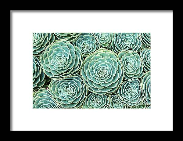 Houseleek Framed Print featuring the photograph Xxxl Natural Pattern Of Hens And Chicks by Ogphoto