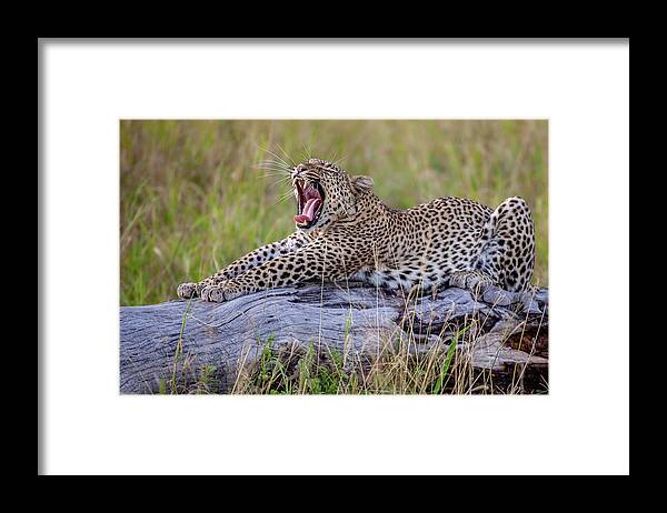Yawn Framed Print featuring the photograph Yawn ! by Alessandro Catta