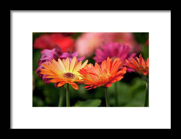 Flowerbed Framed Print featuring the photograph Yellow And Orange Gerbera Daisies by Wholden
