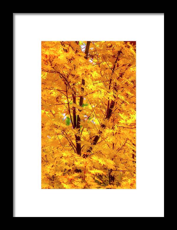 Yellow Framed Print featuring the photograph Yellow Autumn Leaves by Garry Gay