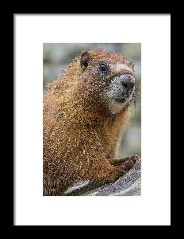 Jeff Foott Framed Print featuring the photograph Yellow-bellied Marmot by Jeff Foott