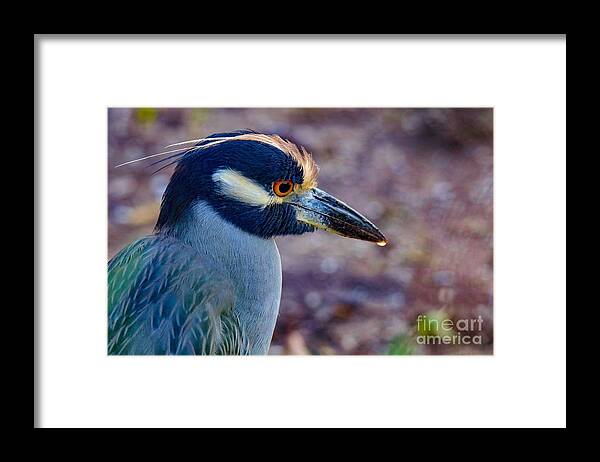 Bird Framed Print featuring the photograph Yellow-crowned Night Heron by Susan Rydberg