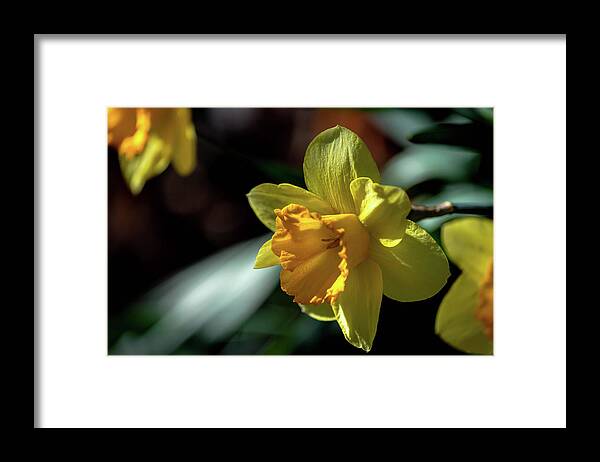 Flower Framed Print featuring the photograph Yellow Daffodil by Debra Kewley