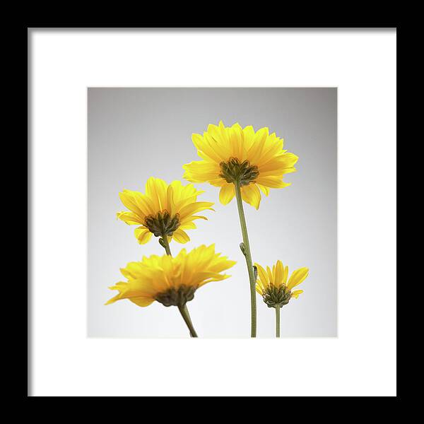 Purity Framed Print featuring the photograph Yellow Daisies From Below by William Andrew
