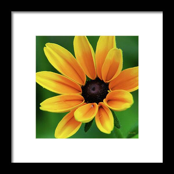Yellow Flowers Framed Print featuring the photograph Yellow Flower Black Eyed Susan by Christina Rollo