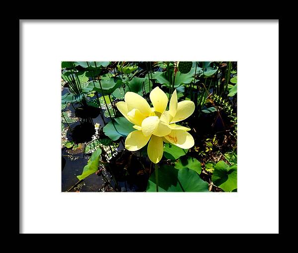 Yellow Framed Print featuring the photograph Yellow Flower by Joe Roache