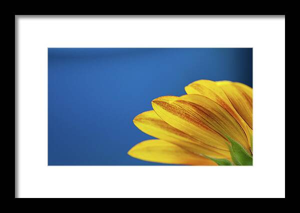 Clear Sky Framed Print featuring the photograph Yellow Flower by Www.asif-ali.com