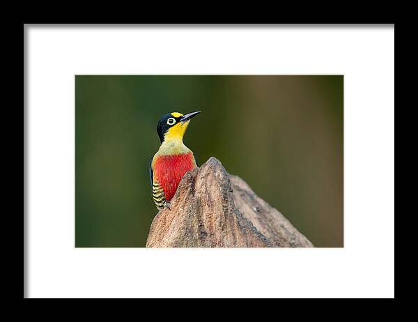 Yellow-fronted_woodpecker Framed Print featuring the photograph Yellow-fronted Woodpecker by Milan Zygmunt