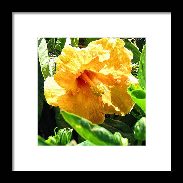 Flower Framed Print featuring the photograph Yellow Giant After The Rain by Amy Hosp