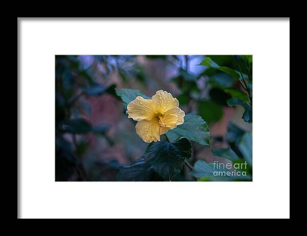 Hibiscus Framed Print featuring the photograph Yellow Hibiscus by Susan Rydberg
