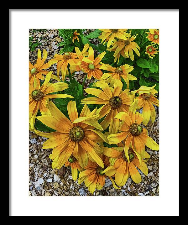 Flower Framed Print featuring the photograph Yellow in Bloom by Portia Olaughlin