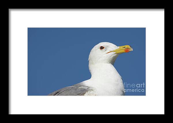 Eye Framed Print featuring the photograph Yellow-legged Gull Head Detail by Pablo Avanzini