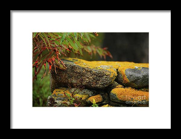 Yellow Moss Framed Print featuring the photograph Yellow Moss by Terri Brewster