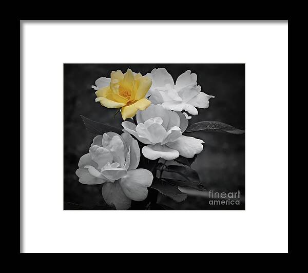Rose Framed Print featuring the photograph Yellow Rose Cluster Partial Color by Smilin Eyes Treasures