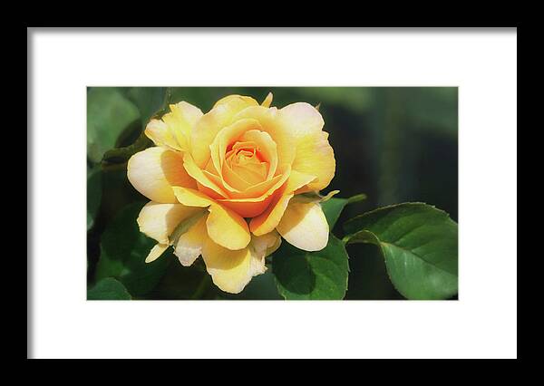 Yellow Rose Framed Print featuring the photograph Yellow Rose by Saija Lehtonen