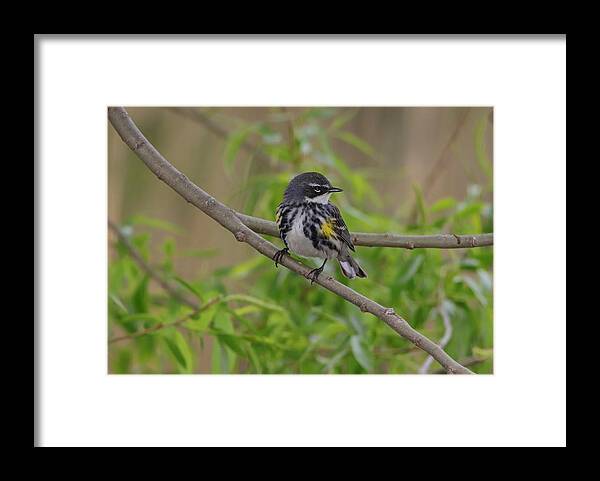 Warbler Framed Print featuring the photograph Yellow-rumped Warbler by Marlin and Laura Hum