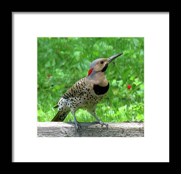 Woodpeckers Framed Print featuring the photograph Yellow-shafted Northern Flicker by Linda Stern