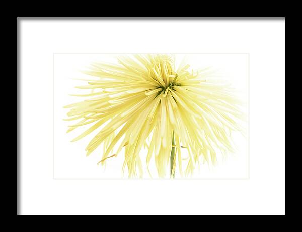 Spider Mum Framed Print featuring the photograph Yellow Spider Mum by Lori Rowland