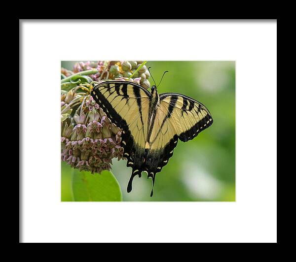 Butterfly Framed Print featuring the photograph Yellow Swallowtail Butterfly by Susan Rydberg