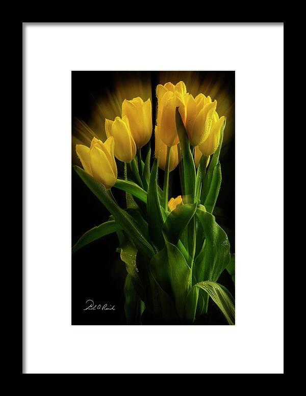 Tulips Framed Print featuring the photograph Yellow Tulips in the Wind by Frederic A Reinecke