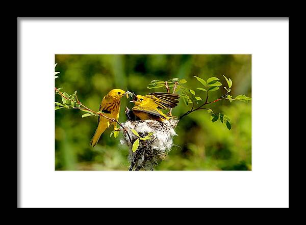 Bird Framed Print featuring the photograph Yellow Warbler Feeding Cowbird Baby by Lin Meng