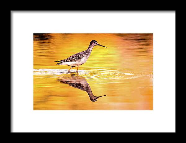 Kingfisher Framed Print featuring the photograph Yellowlegs at Sunset by Jerry Cahill