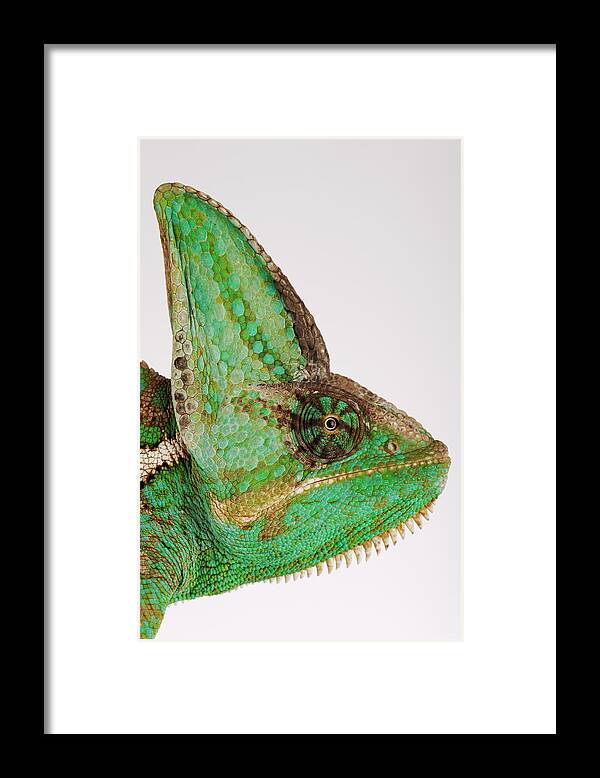 White Background Framed Print featuring the photograph Yemen Chameleon, Close-up Of Head, Side by Martin Harvey