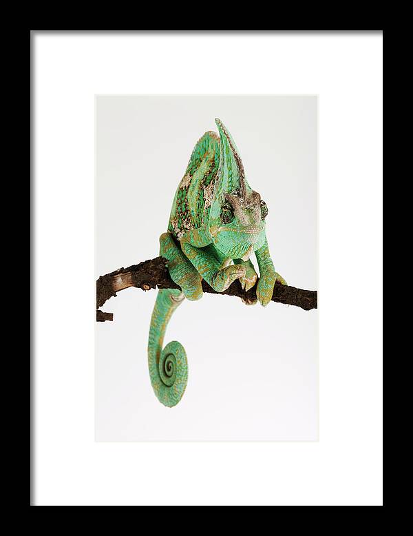 White Background Framed Print featuring the photograph Yemen Chameleon Sitting On Branch by Martin Harvey