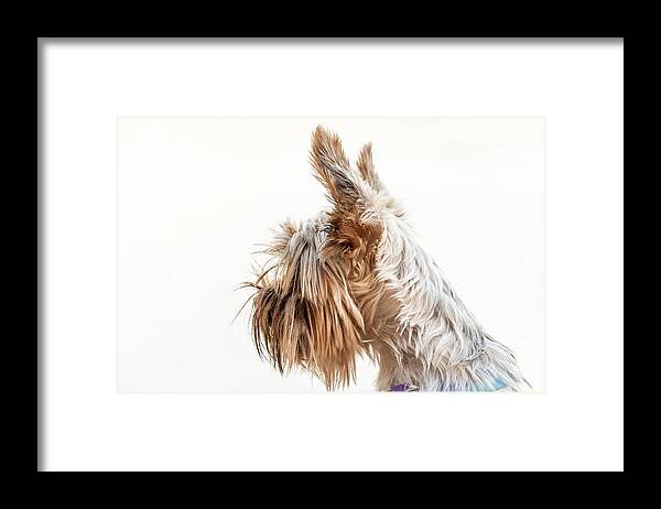 England Framed Print featuring the photograph Richard the Yorkie II by Pavel Melnikov