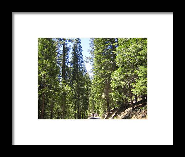 Yosemite Framed Print featuring the photograph Yosemite National Park Looking at Row After Row of Beautiful Trees Along the Road by John Shiron