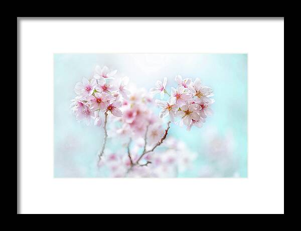 Freshness Framed Print featuring the photograph Yoshino by Jacky Parker