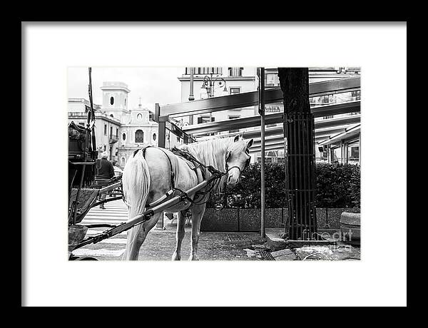 You Looking At Me Framed Print featuring the photograph You Looking At Me in Sorrento by John Rizzuto