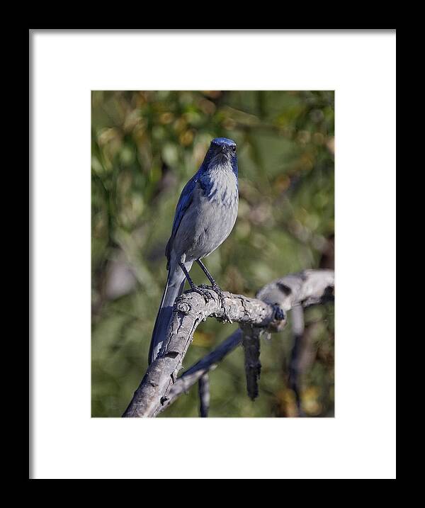 Scrubjay Framed Print featuring the photograph You Talkin' To Me? by Ross Kestin