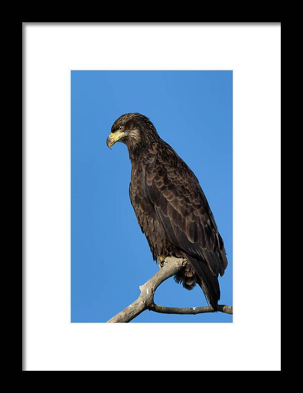 American Bald Eagle Framed Print featuring the photograph Young Bald Eagle by Kathleen Bishop