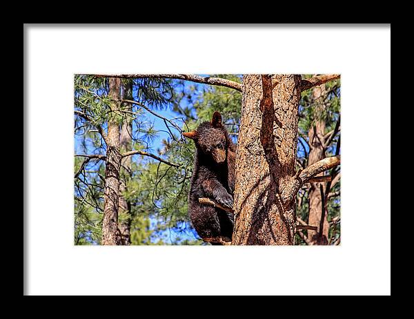 Arizona Framed Print featuring the photograph Young Black Bear in Tree 1, Arizona by Dawn Richards