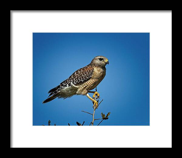 Young Framed Print featuring the photograph Young Cooper's Hawk by Ronald Lutz
