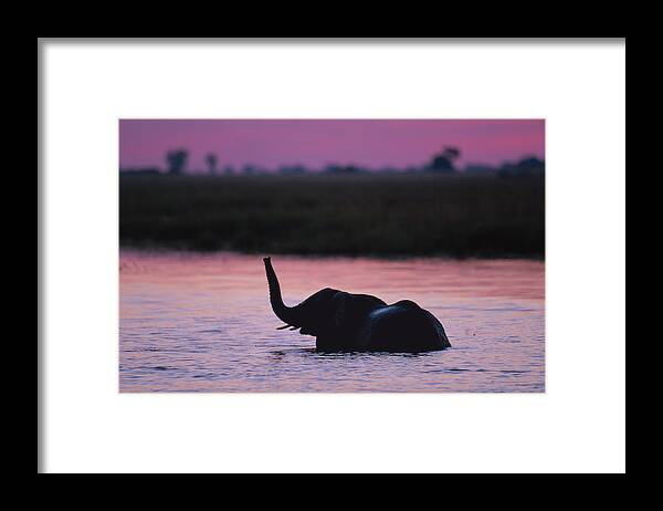 Botswana Framed Print featuring the photograph Young Elephant Loxodonta Africanan by Paul Souders