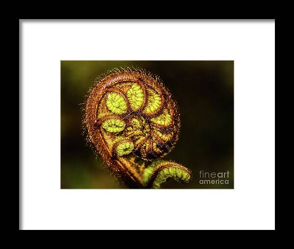 Fern Framed Print featuring the photograph Young fern leaves by Lyl Dil Creations